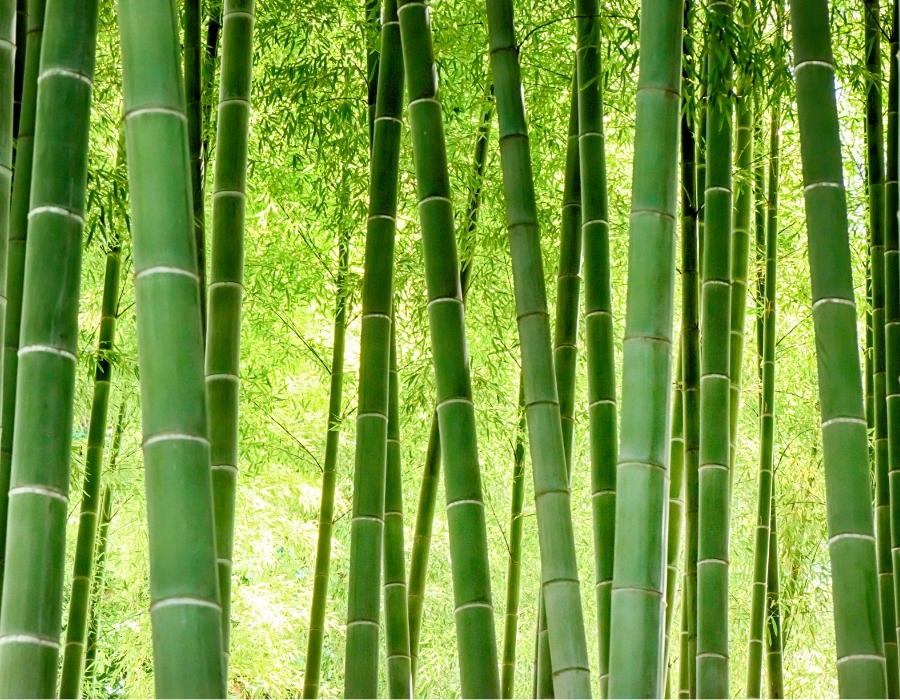 Bambu 2